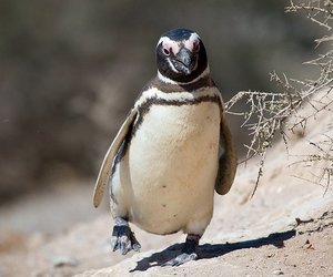 A Week of Waddling - Weekend Update Week 11